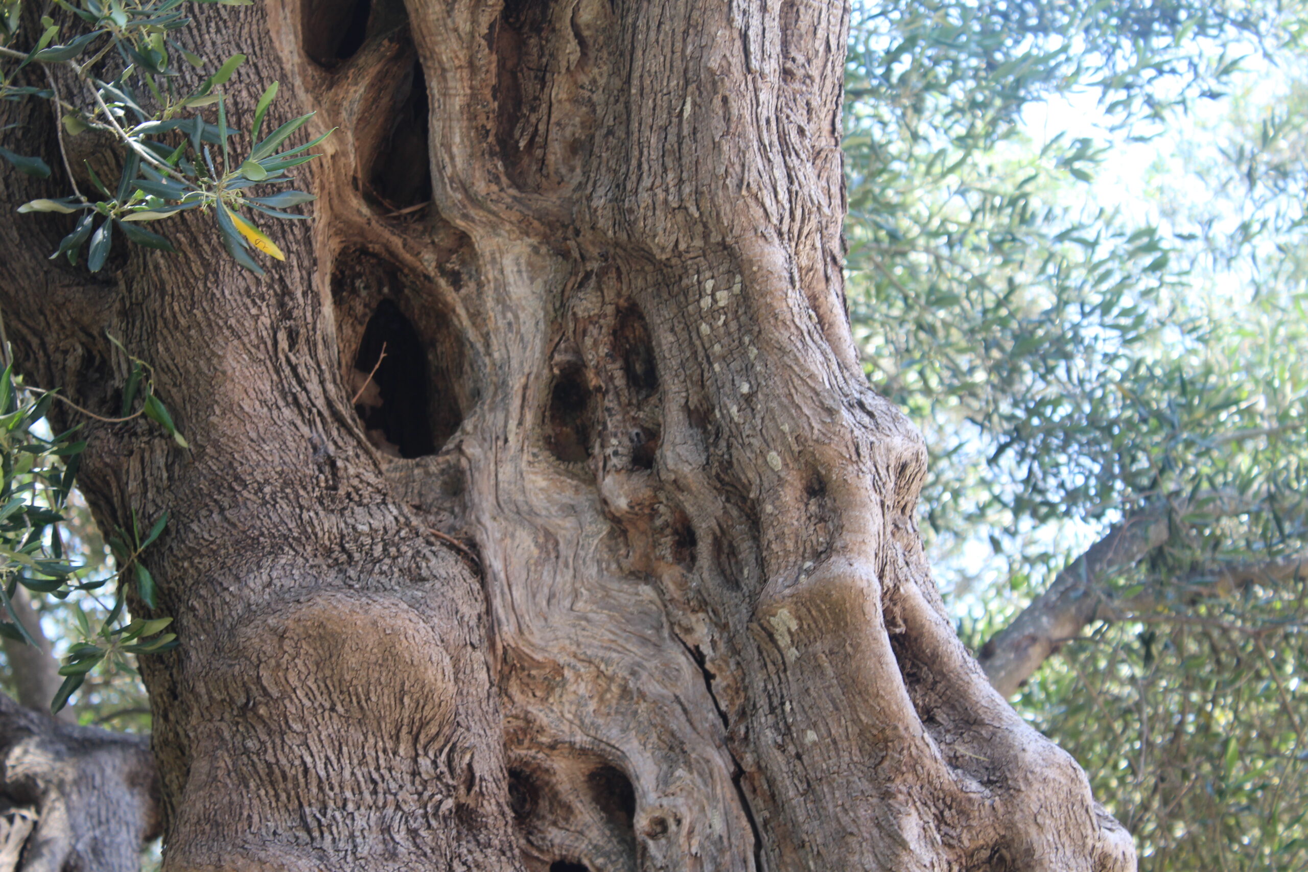 olive tree corfu 